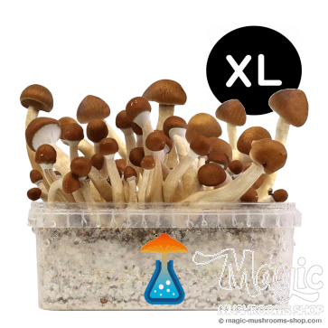 Mexican growkit XL