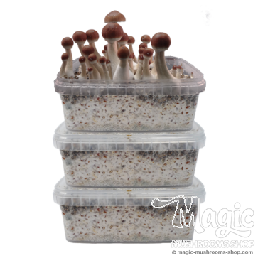 Magic mushroom combi pack