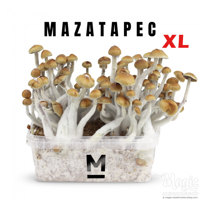 Magic Mushroom Grow Kit 'Mazatapec XL' by Mondo® | Grow at home