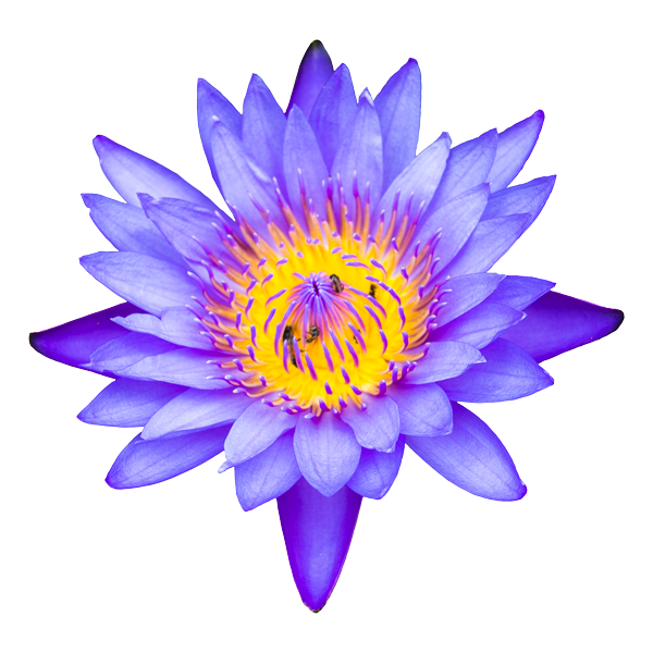 Blue Lotus Disposable Vape Review FVKD Exotics Blue Lotus Disposable 3.5g |  Smooth Draw & Blue Lotus Extract Blue Lotus Nymphaea caerulea - Buy Blue  Lotus flower online