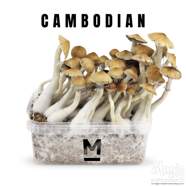 Cambodia Magic Mushroom Mondo® Grow Kit | buy online, grow at home