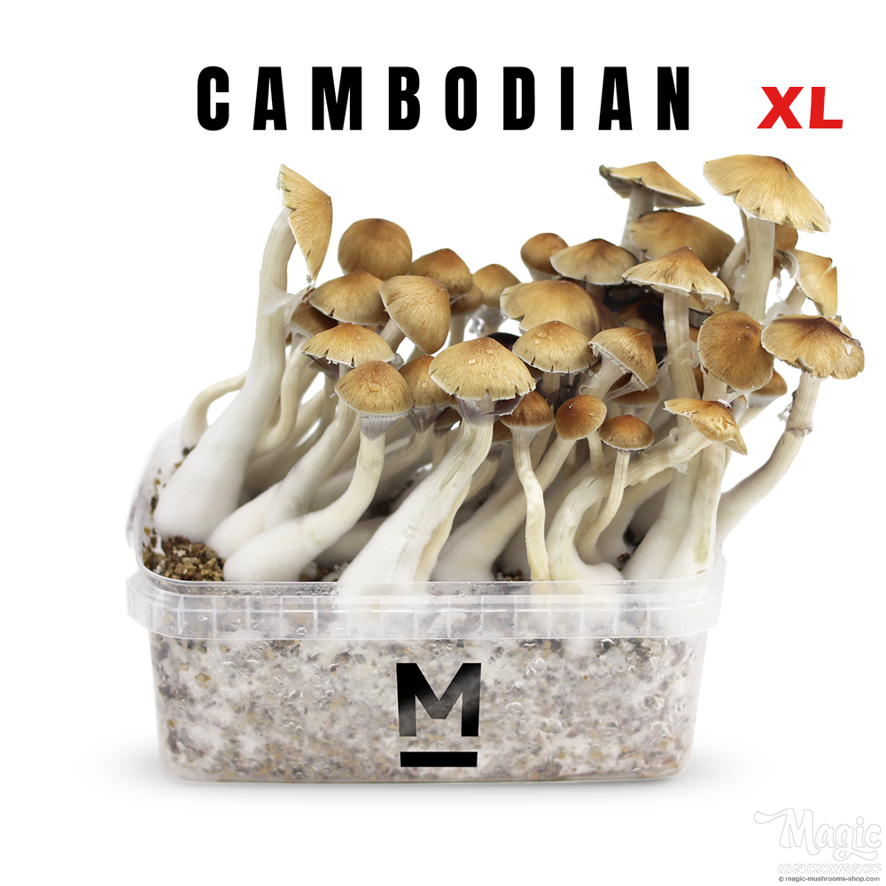 Magic Mushroom Grow Kit 'Cambodia XL' by Mondo® | Grow at home