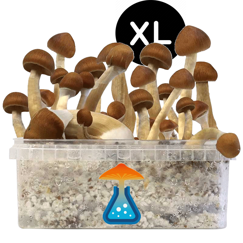 GetMagic B+ XL Grow Kit