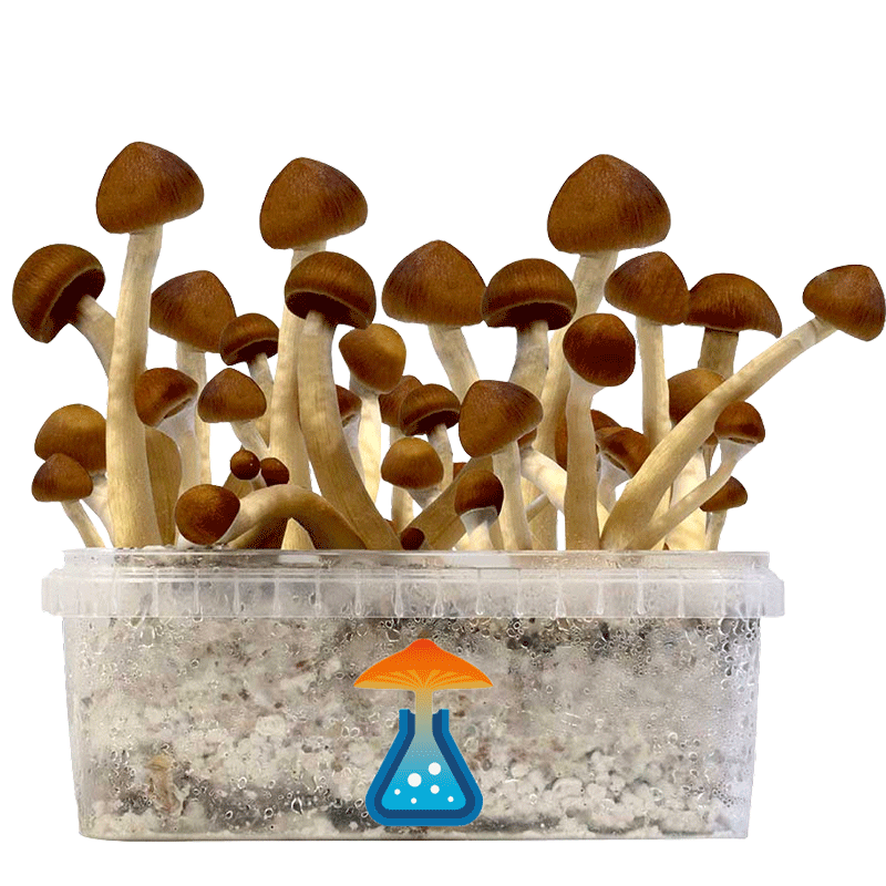 GetMagic Colombia+ Magic Mushrooms Grow Kit