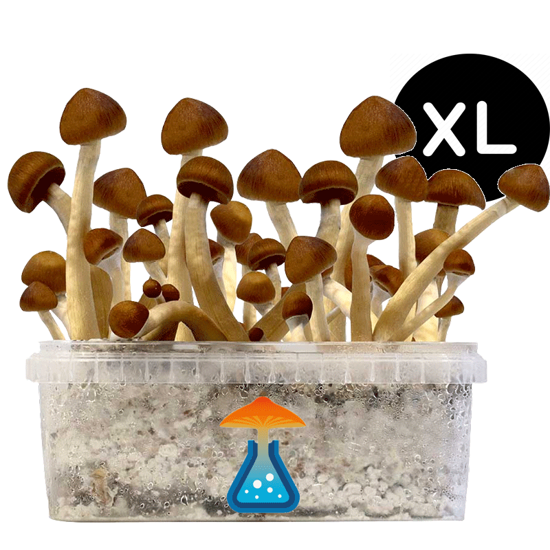 Colombian growkit xl