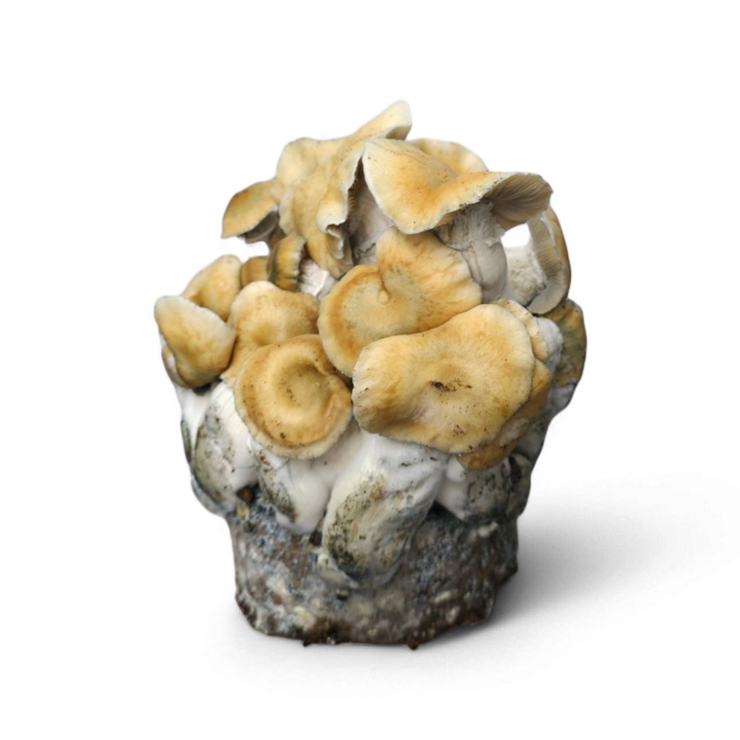 Hillbilly Pumpkin mushroom grow kit Cloud920 