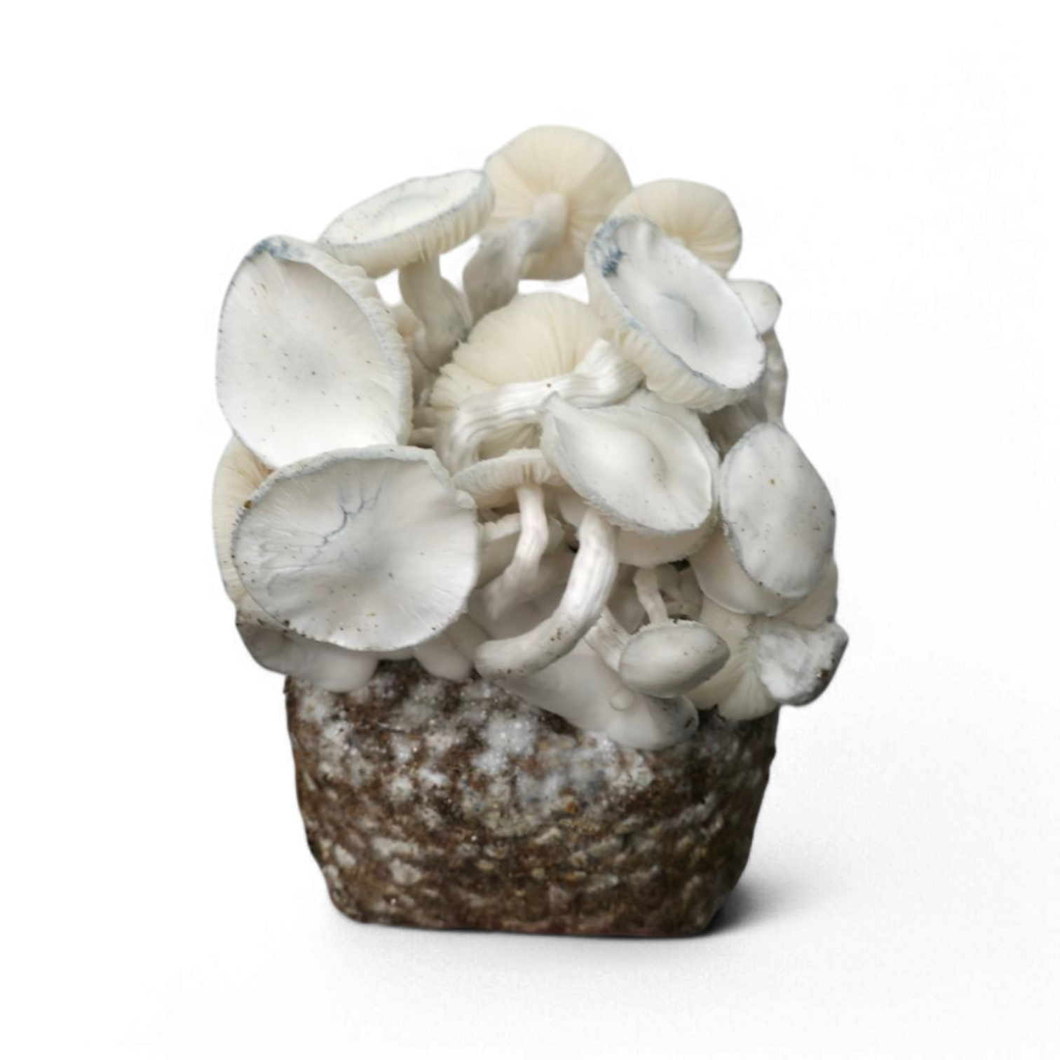 Nepal - spore vial | 10ml