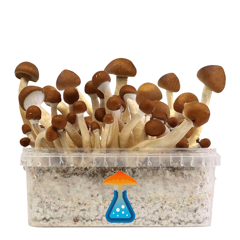 GetMagic Mexican+ Magic Mushrooms Grow Kit GetMagic Mexican+ Magic Mushrooms Grow Kit