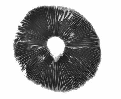 Spore print Costa RIca psilocybe cubensis