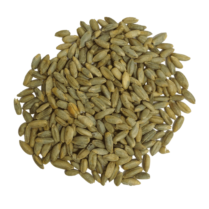 Organic Rye Berries Organic Rye Berries
