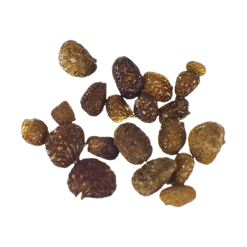 Mapacho (Nicotiana rustica) seeds