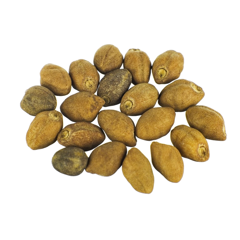 Ololiuqui seeds | Rivea Corymbosa | 20 seeds