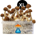 B+ Grow Kit XL — GetMagic®