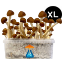 Colombian Grow Kit XL — GetMagic®