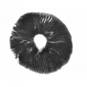A+ Albino spore print