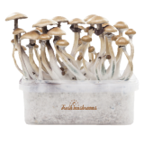 Golden Teacher Grow Kit - FreshMushrooms®
