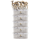 FreshMushrooms® Grow Kit 5-Pack Discount Deal