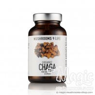 Chaga (Inonotus Obliquus) Mushroom Capsules  | Mushrooms4life