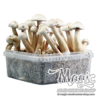 Albino Golden Teacher Cloud920® Classic XL