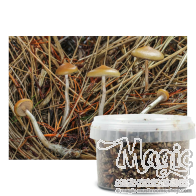 Azurescens Outdoor Garden Growkit
