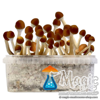 Cambodian Growkit - GetMagic