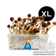 Ecuadorian XL Growkit - GetMagic