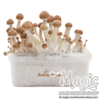 FreshMushrooms® grow kit Amazon