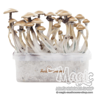 FreshMushrooms® grow kit Golden Teacher