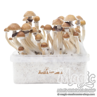 FreshMushrooms® grow kit McKennaii
