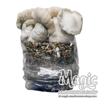 Jack Frost Cloud920® XL Ready-to-grow bag
