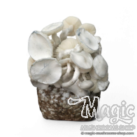 Jedi Mind Fuck Leucistic Cloud920® XL Ready-to-grow bag