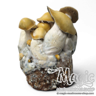 Mac Galactic Cloud920® XL Ready-to-grow bag