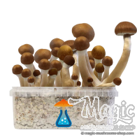 McKennaii Growkit - GetMagic