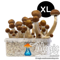 McKennaii XL Growkit - GetMagic