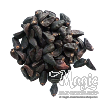 Morning Glory (Ipomoea violacea) seeds