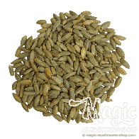 Organic Rye Berries