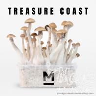 Mondo® Grow Kit Treasure Coast
