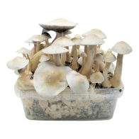 Albino Golden Teacher Cloud920® Classic XL