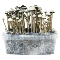 Panaeolus cyanescens Copelandia grow kit