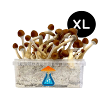 Ecuadorian Grow Kit XL — GetMagic®