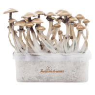 FreshMushrooms® grow kit Golden Teacher
