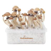FreshMushrooms® grow kit McKennaii