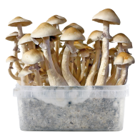 Golden Teacher 'Crème' Ready-to-Grow Kit - LIMITED EDITION