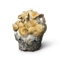 Hillbilly Pumpkin Cloud920® XL Ready-to-grow bag