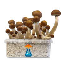 McKennaii Growkit - GetMagic 