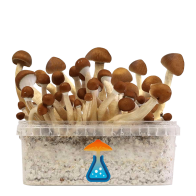 Mexican Growkit - GetMagic 