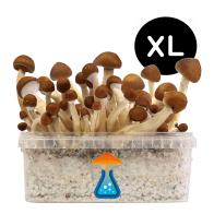 Mexican XL Growkit - GetMagic 