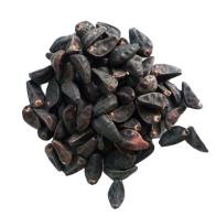 Morning Glory (Ipomoea violacea) seeds