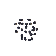 San Pedro T. pachanoi / Echinopsis pachanoi cactus | 100 seeds