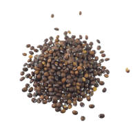 Catmint seeds | Nepeta cataria | 1 gram / 1700 seeds